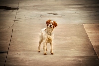 犬が『迷子』になってしまったときのNG行為5つ　脱走させないために飼い主が必ずすべきこととは？