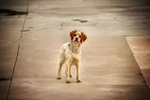 犬が『迷子』になってしまったときのNG行為5つ　脱走させないために飼い主が必ずすべきこととは？