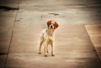 犬が『迷子』になってしまったときのNG行為5つ　脱走させないために飼い主が必ずすべきこととは？