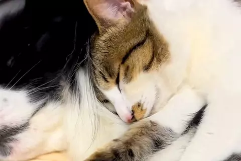寝ている犬の上に『保護した子猫』を乗せてみた結果→『起きるかな』と思ったら…あまりにも尊い光景に反響「ほっこりして癒された」「幸せそう」