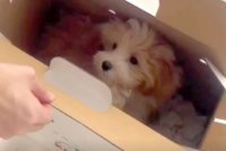 値下げされ、売れ残っていた犬→『この子を守りたい』と飼った結果…素敵すぎる『半年の成長記録』が22万再生「愛嬌あって癒される」「可愛い」