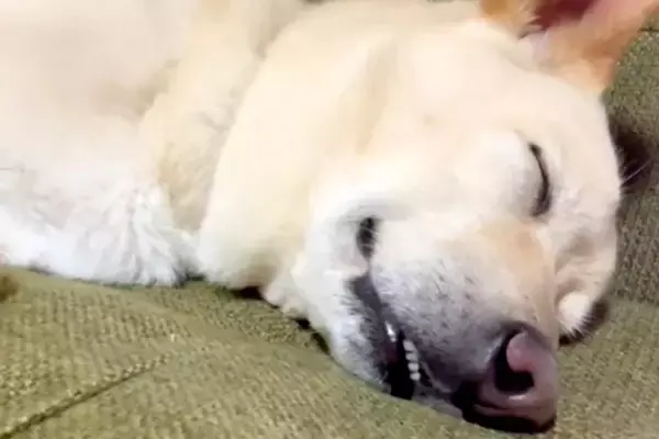 犬の寝顔を撮影するため、ゆっくりと近づいた結果→気付かれてしまい…ホラー映画ばりの『目覚めの表情』が15万再生「怖い夢でも見たんかｗｗ」