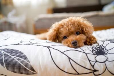 犬が飼い主に『嫌です』と言っているサイン８選　意外な態度や適切な対応まで解説