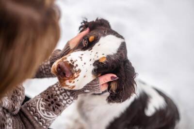 犬にも『人の好き嫌い』があるって本当？何で判断しているの？好かれるために意識すべきことまで