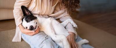犬に好かれる飼い主がしている『育て方』５選　信頼関係を築くための接し方や押さえておきたいポイントまで