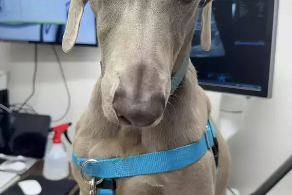 病院の診察台に乗る大型犬→あまりにも切ない顔で…スタッフも思わず笑った『哀愁漂う表情』に2万いいね「感情ダダ漏れで草」「人間味すごいｗ」