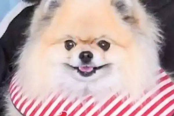 ママが抱っこすると『ニッコニコの笑顔』になる犬→パパの場合は…あからさまな『表情の違い』に反響「顔に出てるよ…」「一目瞭然で笑ったｗ」