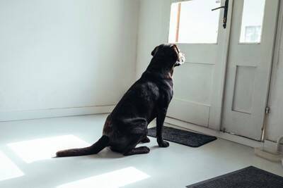 犬が『飼い主の帰宅』に気づくのはなぜ？どうやって判断しているの？敏感になってしまう理由まで
