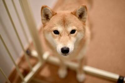 犬が『飼い主の帰宅』に気づくのはなぜ？どうやって判断しているの？敏感になってしまう理由まで
