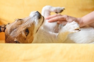 犬の『ボディーコントロール』ってなに？お手入れや体調管理で役立つトレーニング方法とは
