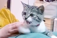 『そりゃ怒るｗ』理由もなく"猫パンチ"された犬→まるで人間のように『不満をぶちまける光景』が126万再生「理不尽で草」「怒り方のクセｗ」