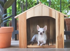 犬を外飼いすると寿命が縮む？5つの危険性や迎える前に見直すべき飼育環境まで