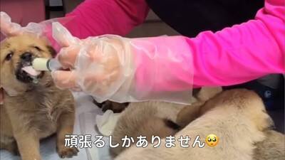 竹藪でまさかの『7匹の赤ちゃん犬』を保護…"懸命なお世話"で元気になる光景に感動の声続々「生きていてくれてありがとう」と45万再生