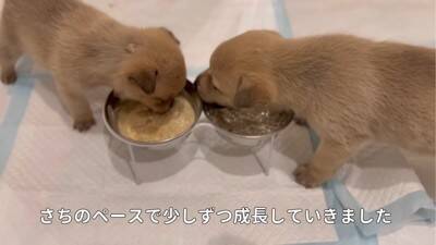 竹藪でまさかの『7匹の赤ちゃん犬』を保護…"懸命なお世話"で元気になる光景に感動の声続々「生きていてくれてありがとう」と45万再生