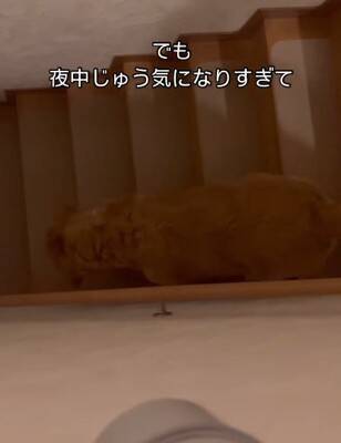 『ずぶ濡れの赤ちゃん猫』を家に連れて帰ると、大型犬が…まさかの『親のような行動』が14万再生「心配してるの優しい…」「幸せに」と大絶賛