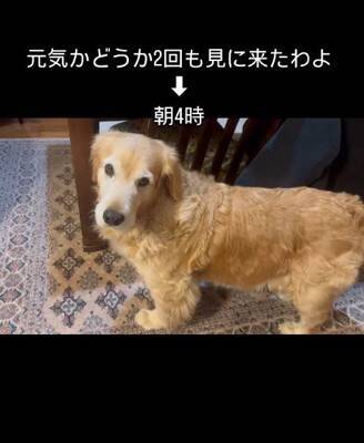 『ずぶ濡れの赤ちゃん猫』を家に連れて帰ると、大型犬が…まさかの『親のような行動』が14万再生「心配してるの優しい…」「幸せに」と大絶賛