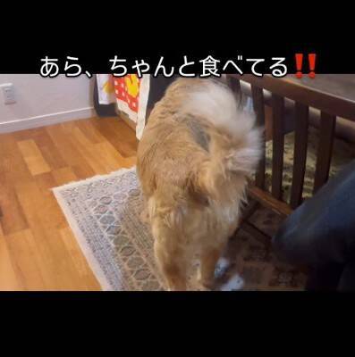 『ずぶ濡れの赤ちゃん猫』を家に連れて帰ると、大型犬が…まさかの『親のような行動』が14万再生「心配してるの優しい…」「幸せに」と大絶賛