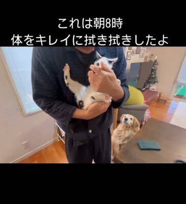 『ずぶ濡れの赤ちゃん猫』を家に連れて帰ると、大型犬が…まさかの『親のような行動』が14万再生「心配してるの優しい…」「幸せに」と大絶賛