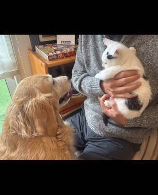 『ずぶ濡れの赤ちゃん猫』を家に連れて帰ると、大型犬が…まさかの『親のような行動』が14万再生「心配してるの優しい…」「幸せに」と大絶賛