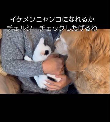 『ずぶ濡れの赤ちゃん猫』を家に連れて帰ると、大型犬が…まさかの『親のような行動』が14万再生「心配してるの優しい…」「幸せに」と大絶賛