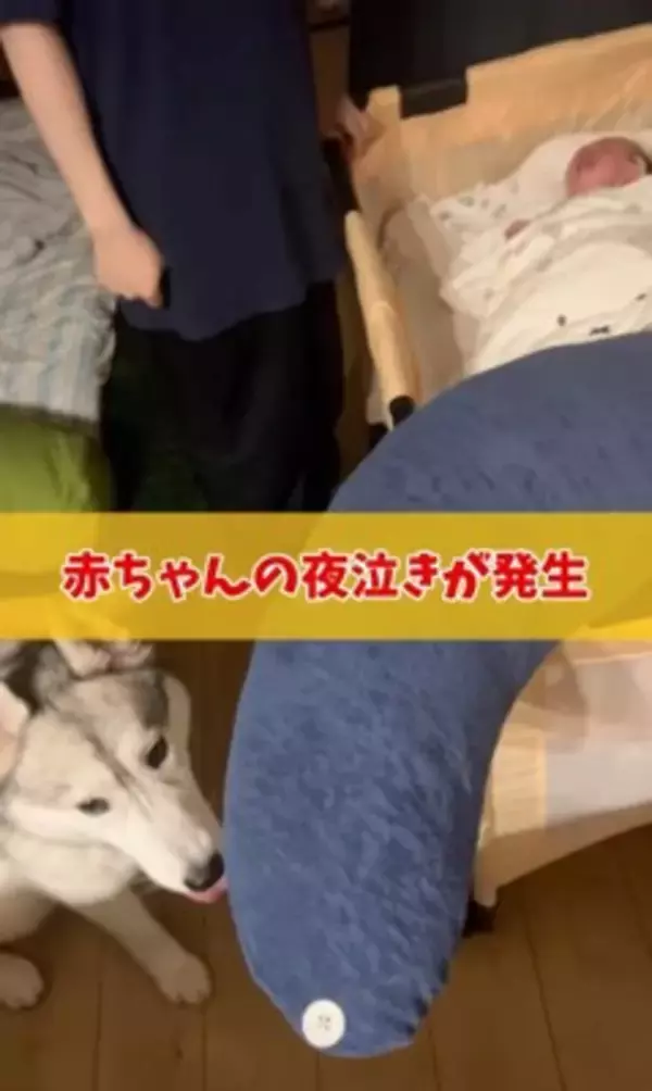 赤ちゃんが夜泣きをする度、大型犬が一目散に駆け寄り…感動的な『守っているかのような行動』が11万再生「癒やされた」「心強い」と称賛