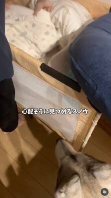 赤ちゃんが夜泣きをする度、大型犬が一目散に駆け寄り…感動的な『守っているかのような行動』が11万再生「癒やされた」「心強い」と称賛