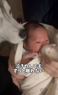 赤ちゃんが夜泣きをする度、大型犬が一目散に駆け寄り…感動的な『守っているかのような行動』が11万再生「癒やされた」「心強い」と称賛