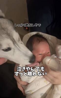 赤ちゃんが夜泣きをする度、大型犬が一目散に駆け寄り…感動的な『守っているかのような行動』が11万再生「癒やされた」「心強い」と称賛