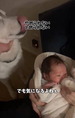 赤ちゃんが夜泣きをする度、大型犬が一目散に駆け寄り…感動的な『守っているかのような行動』が11万再生「癒やされた」「心強い」と称賛