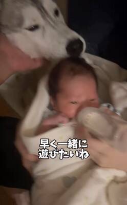赤ちゃんが夜泣きをする度、大型犬が一目散に駆け寄り…感動的な『守っているかのような行動』が11万再生「癒やされた」「心強い」と称賛