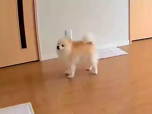 普段は全く吠えない犬→留守番に見守りカメラを覗いてみたら…『切なすぎる光景』が6万表示「あぁ、つらい…」「私が一緒に居てあげたい」の声