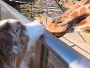 初めて『動物園』にやってきた2匹の犬→楽しすぎて…まるで『小さな子ども』のような行動が5万再生「お友達天国ｗ」「お目目キラキラで最高」