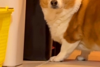 犬のためにボールを投げた結果→隙間に入り、取れなくなってしまい…思わず吹き出す『表情』が話題に「無言の圧で草」「めっちゃ見てるｗｗ」