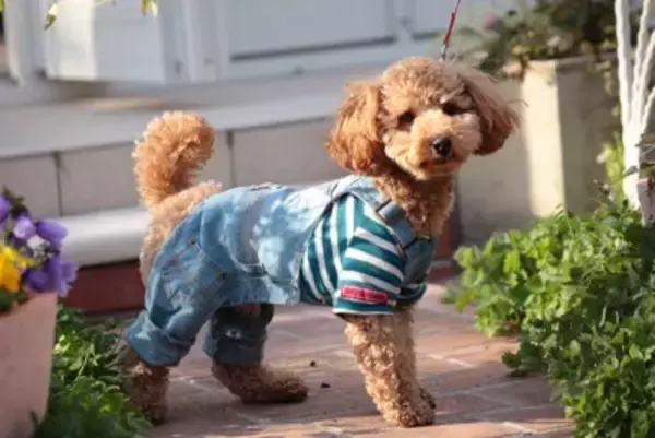 飼い主がつい買ってしまう『犬用品』3つ　後悔しないために事前に知っておくべきことまで