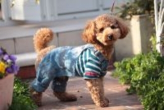 飼い主がつい買ってしまう『犬用品』3つ　後悔しないために事前に知っておくべきことまで