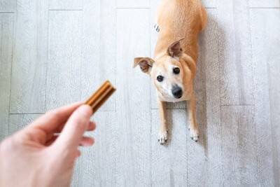 飼い主がつい買ってしまう『犬用品』3つ　後悔しないために事前に知っておくべきことまで