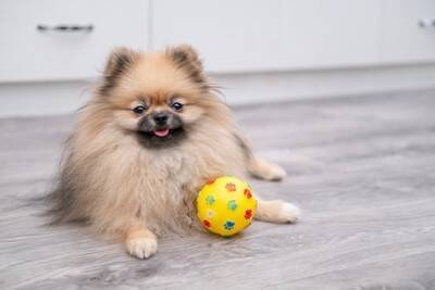飼い主がつい買ってしまう『犬用品』3つ　後悔しないために事前に知っておくべきことまで