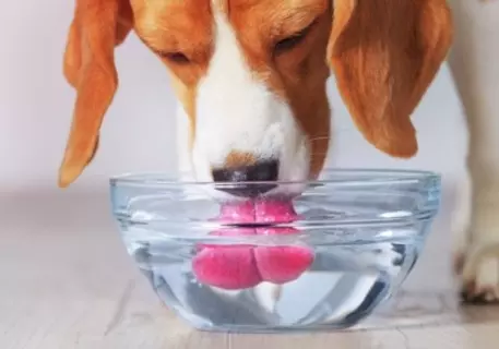 犬の糖尿病、気づくのが遅れるとどうなる？初期サインと向き合い方【獣医師執筆】