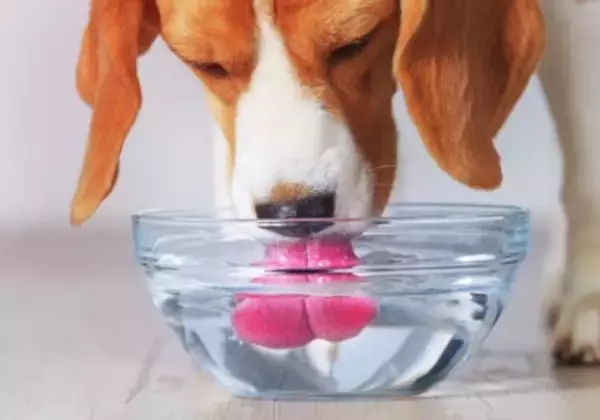 犬の糖尿病、気づくのが遅れるとどうなる？初期サインと向き合い方【獣医師執筆】