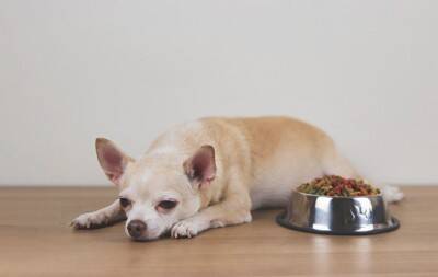 犬の糖尿病、気づくのが遅れるとどうなる？初期サインと向き合い方【獣医師執筆】