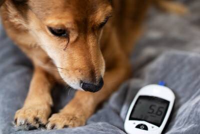 犬の糖尿病、気づくのが遅れるとどうなる？初期サインと向き合い方【獣医師執筆】