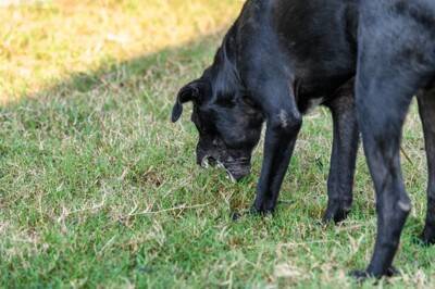 犬が拾い食いすると『死ぬかもしれないモノ』５選　食べてしまった場合の危険な症状とは？