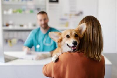 犬が拾い食いすると『死ぬかもしれないモノ』５選　食べてしまった場合の危険な症状とは？