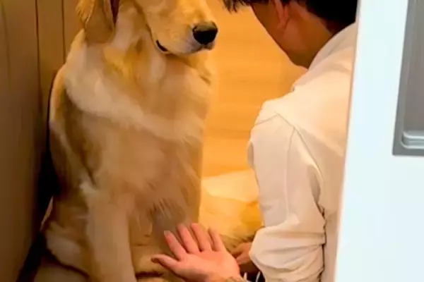 パパが大型犬に『お手』と言うと、しぶしぶ手を差し出して…あまりにもやる気がない『態度と表情』が410万再生「ダルそうで草」「最高ｗｗ」