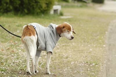 犬の『くしゃみ』放っておいて大丈夫？放置してはいけない危険なサインとは