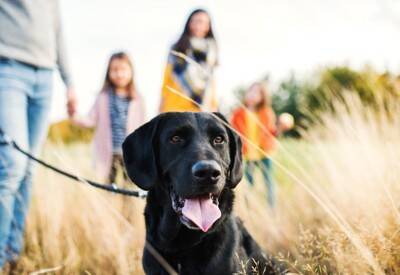 犬が「子どもの免疫」を育てるってホント？喘息リスクとの関係まで解説【獣医師執筆】