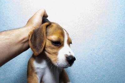 現代では考えられない『犬のしつけ』4つ　昔は当たり前だったありえない対応とは？