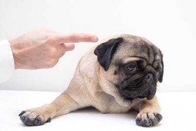 現代では考えられない『犬のしつけ』4つ　昔は当たり前だったありえない対応とは？