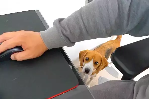 2階で仕事をしようとしたら、犬が『構ってよ』とついてきて…作業にならない『愛おしすぎる光景』に反響「寂しがり屋で甘えん坊」「子供みたい」