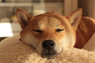 『抜け毛が多い犬』との暮らしで注意すべきこと3つ　換毛期のお手入れのコツとは？